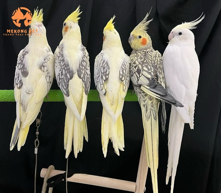 Mua Bán Vẹt Mã Lai: Hướng Dẫn Từ A Đến Z!